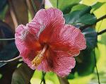 : - Thespesia grandiflora
