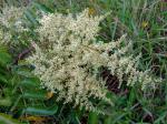 Gallen-Sumach - Rhus chinensis