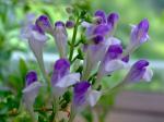 : - Scutellaria formosana
