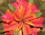 Dreifarbiger Fuchsschwanz - Amaranthus tricolor