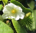 : - Buchnerodendron lasiocalyx