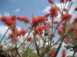 :-Erythrina abyssinica