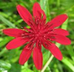 : - Erythrocephalum longifolium