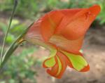 : - Gladiolus decoratus