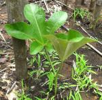 : - Jatropha macrophylla