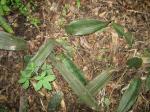 : - Sansevieria humiflora