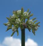 : - Sarcostemma viminale
