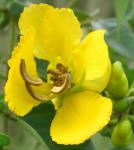 : - Senna petersiana