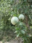 : - Strychnos madagascariensis