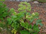 Arznei-Engelwurz - Angelica archangelica