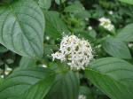 Tatarischer Hartriegel-Cornus alba