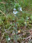 Steifer Augentrost - Euphrasia stricta