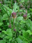 Bach-Nelkenwurz - Geum rivale