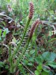 Sprossender Bärlapp - Lycopodium annotinum