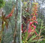 : - Vriesea ororiensis