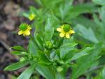 Gift-Hahnenfuß - Ranunculus sceleratus