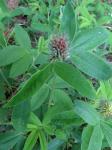 Hasen-Klee - Trifolium arvense