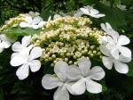 Gewöhnlicher Schneeball - Viburnum opulus