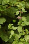 Stinkender Gottesvergess - Ballota nigra subsp. foetida