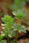 Waldmeister - Galium odoratum