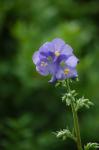 Blaue Himmelsleiter - Polemonium caeruleum