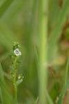 Quendel-Ehrenpreis - Veronica serpyllifolia