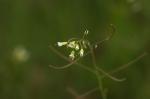 Acker-Schmalwand - Arabidopsis thaliana