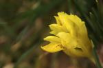 : - Iris danfordiae