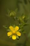 Norwegisches Fingerkraut - Potentilla norvegica