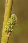 Korb-Weide - Salix viminalis