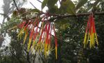 : - Aetanthus nodosus