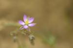 Rote Schuppenmiere - Spergularia rubra
