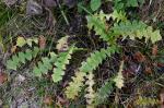 Hainsalat - Aposeris foetida