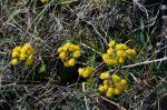 Gold-Aster - Aster linosyris