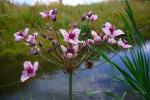 Schwanenblume - Butomus umbellatus