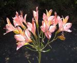 : - Alstroemeria ligtu subsp. splendens