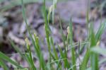 Bleiche Segge - Carex pallescens