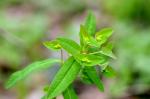 Süße Wolfsmilch - Euphorbia dulcis