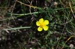 Gelbes Sonnenröschen - Helianthemum nummularium