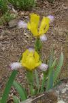 Bunte Schwertlilie - Iris variegata