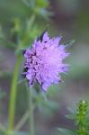 Wald-Witwenblume - Knautia dipsacifolia