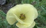 : - Argemone subfusiformis