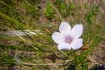Dünnblätteriger Lein - Linum tenuifolium