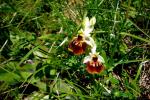 Bienen-Ragwurz - Ophrys apifera