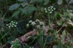 Kleine Bibernelle - Pimpinella saxifraga