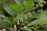 Vielblütige Weißwurz - Polygonatum multiflorum