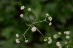 Wald-Sanikel - Sanicula europaea