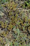 Milder Mauerpfeffer - Sedum sexangulare