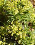 : - Azorella spinosa