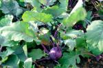Kohlrabi - Brassica oleracea var. gongylodes